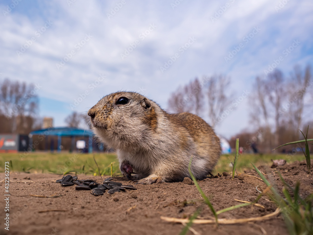 Gopher is eating sunflower seeds on the lawn. Close-up. Portrait of an animal.