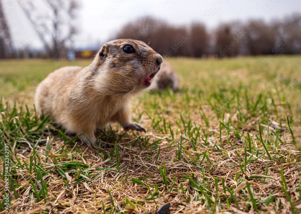 草地上的Gopher。特写。一只动物的肖像。