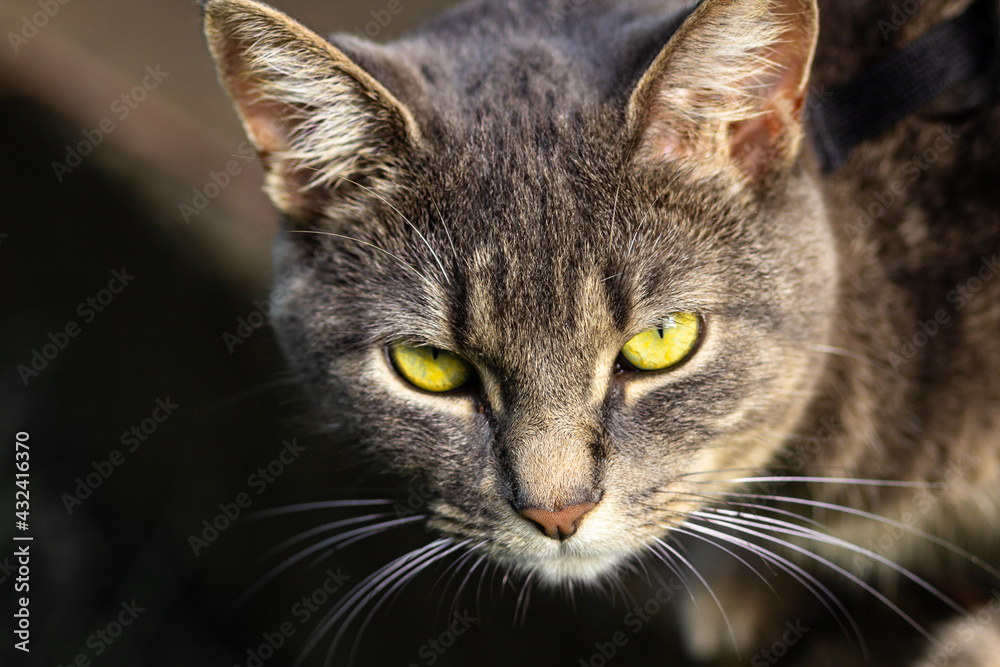 Close-up view of a grey cat with green eyes. Defocussed dark background