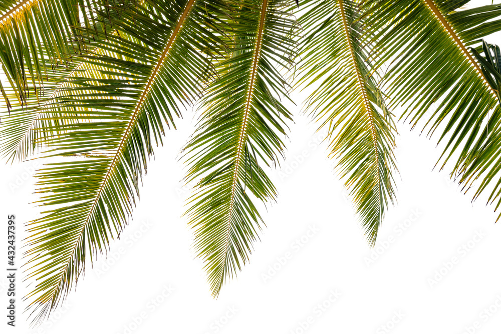 Green tropical palm leaf Tropical fresh coconut palm leaves frame isolated on white background