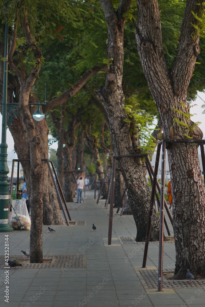 trees in the park