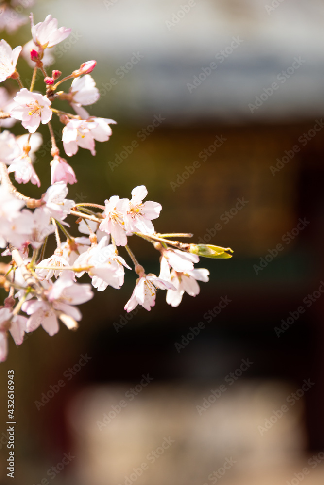 桜の花