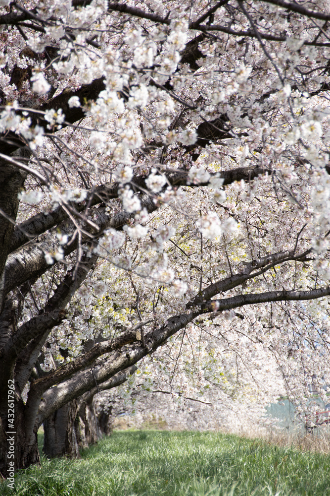 桜堤