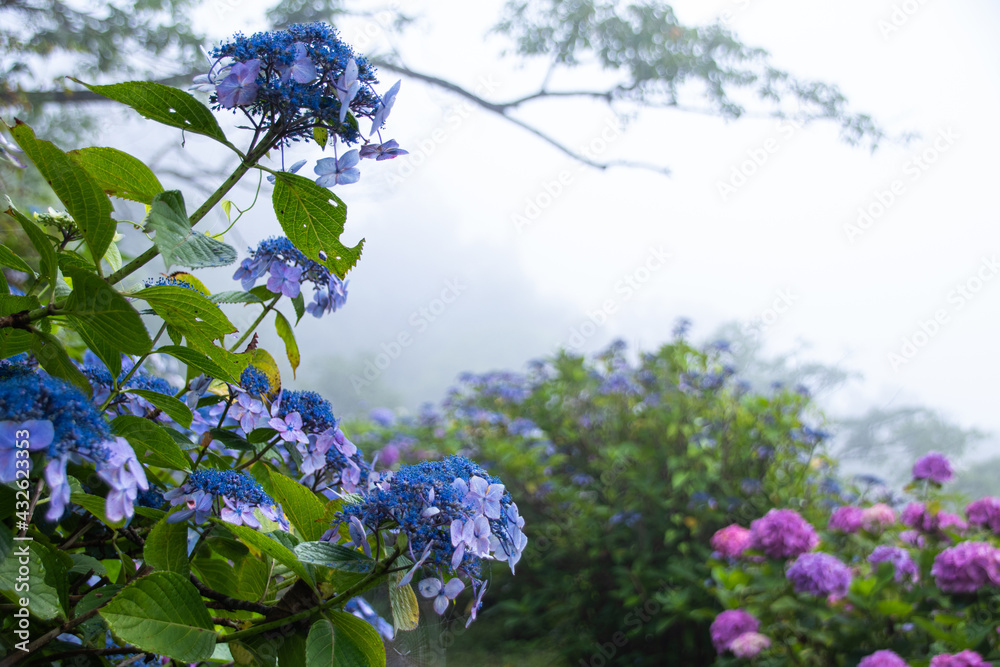 美の山公園の霧と紫陽花