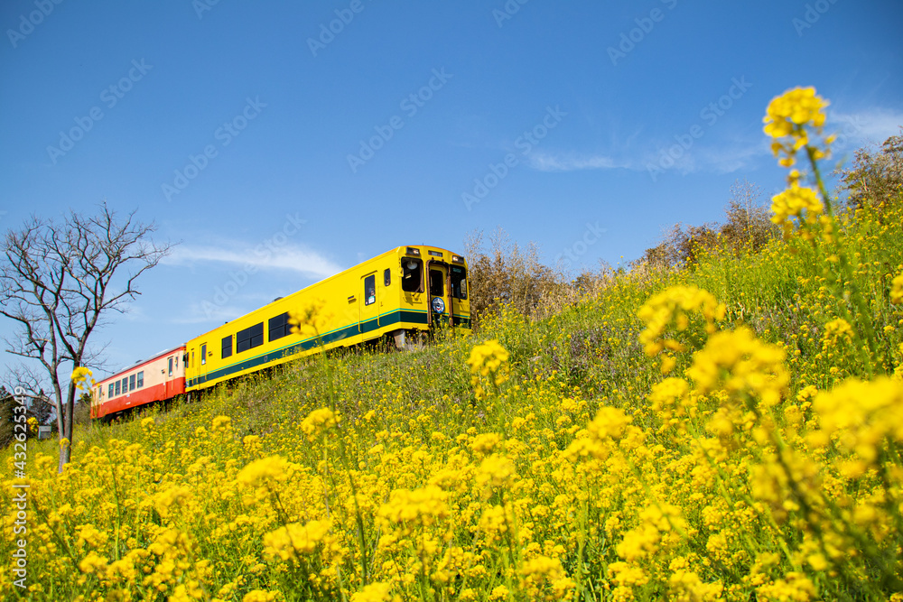 いすみ鉄道の春