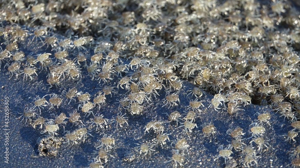 DOF Mass migration of millions of baby crabs that just shed out of their larvae.