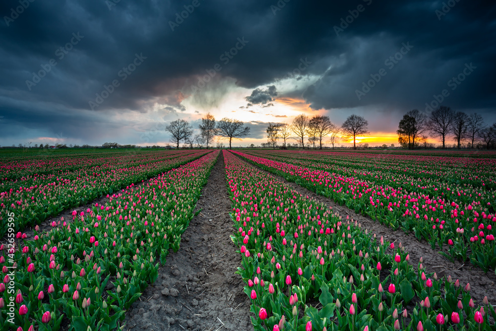 Sunset over the blooming tulips field in northern Poland