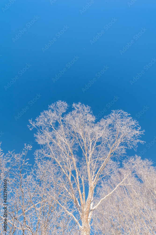 Snow and rime in winter in Changbai Mountain, Jilin Province, China