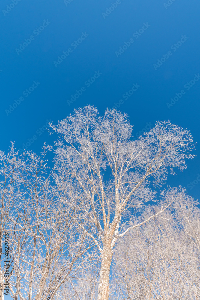 Snow and rime in winter in Changbai Mountain, Jilin Province, China