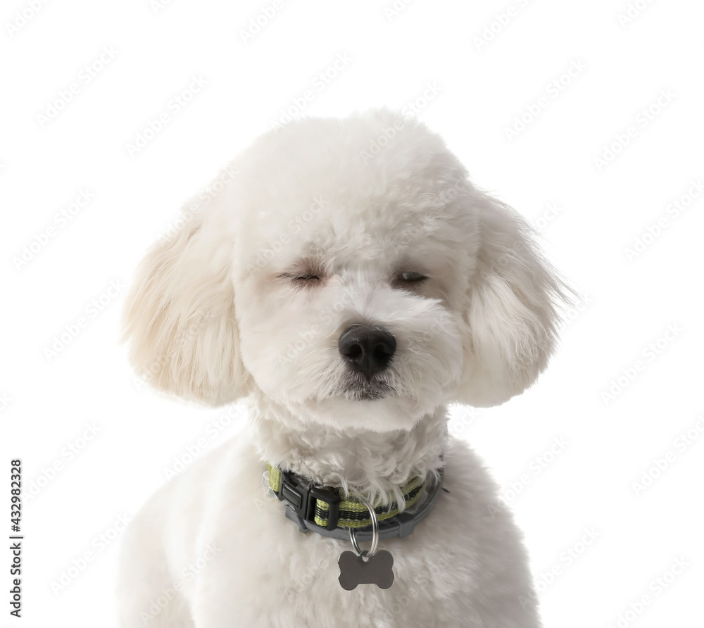 Cute Bichon on white background