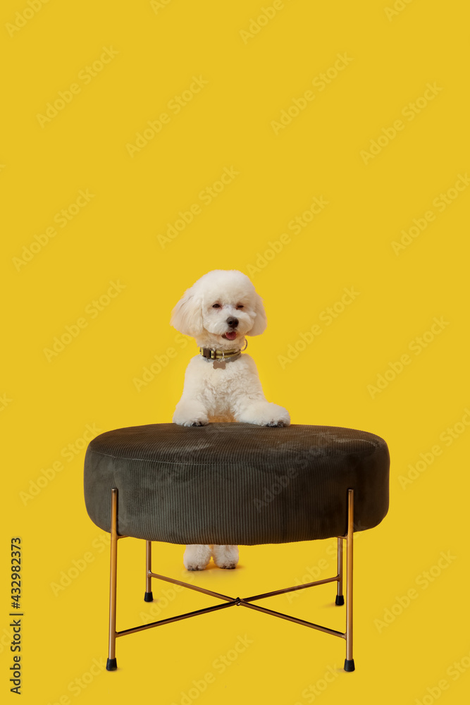 Cute little dog and ottoman on color background