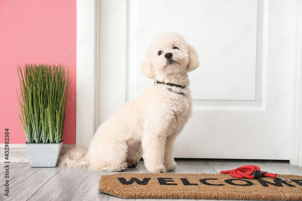 Cute little dog and leash in hallway