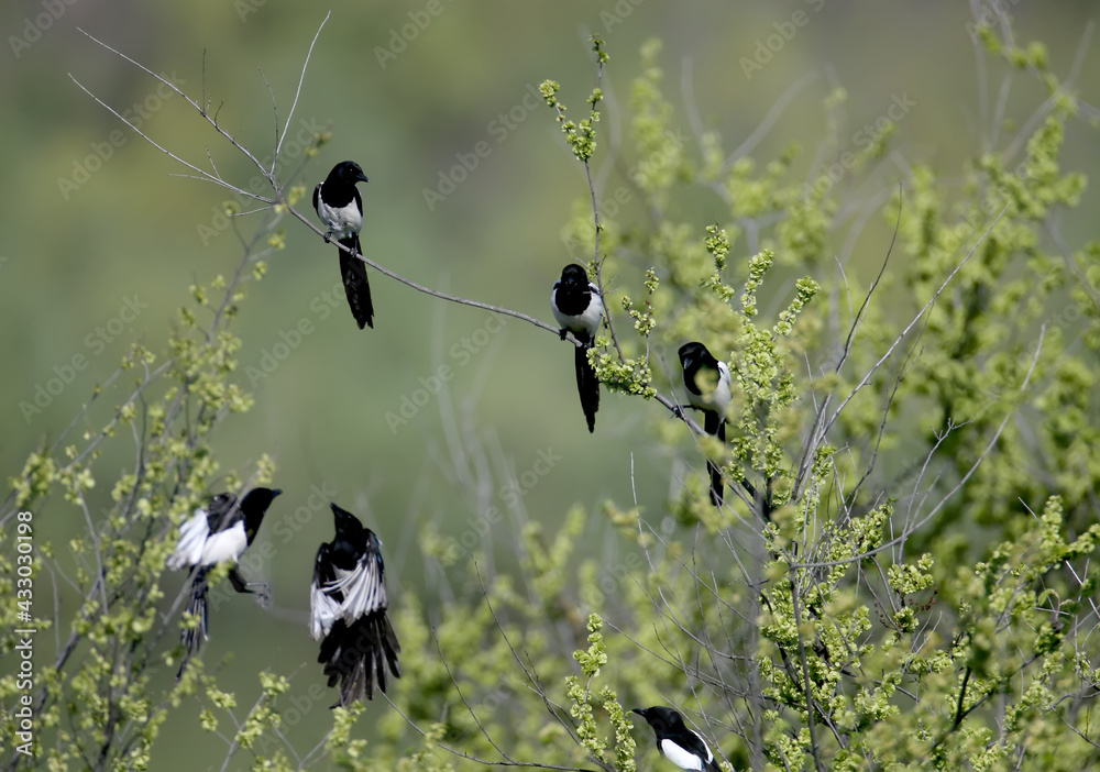 Several magpies shot on a green branch are sitting and in flight. All birds are in mating plumage