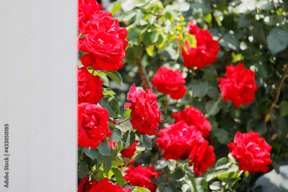 瑞々しいカラフルな満開の薔薇