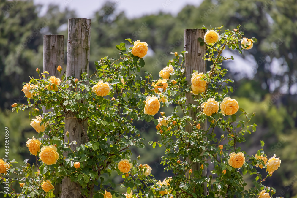 瑞々しいカラフルな満開の薔薇