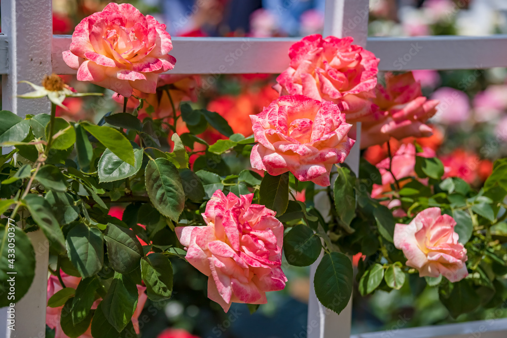 瑞々しいカラフルな満開の薔薇