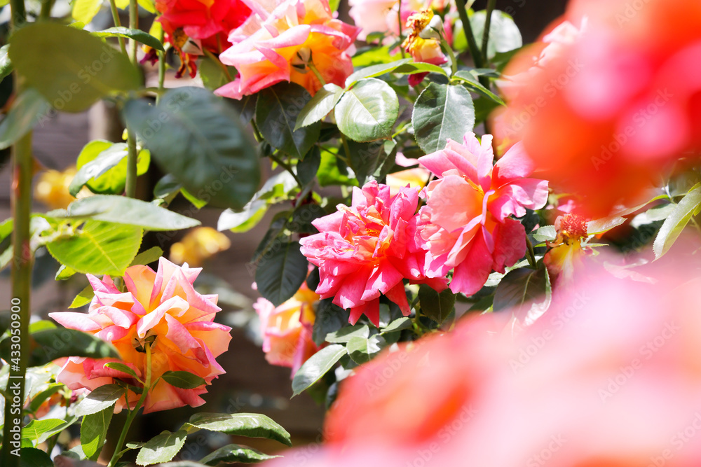 瑞々しいカラフルな満開の薔薇