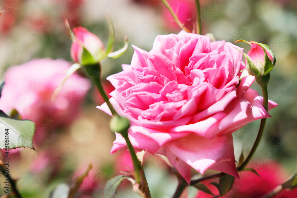 瑞々しいカラフルな満開の薔薇