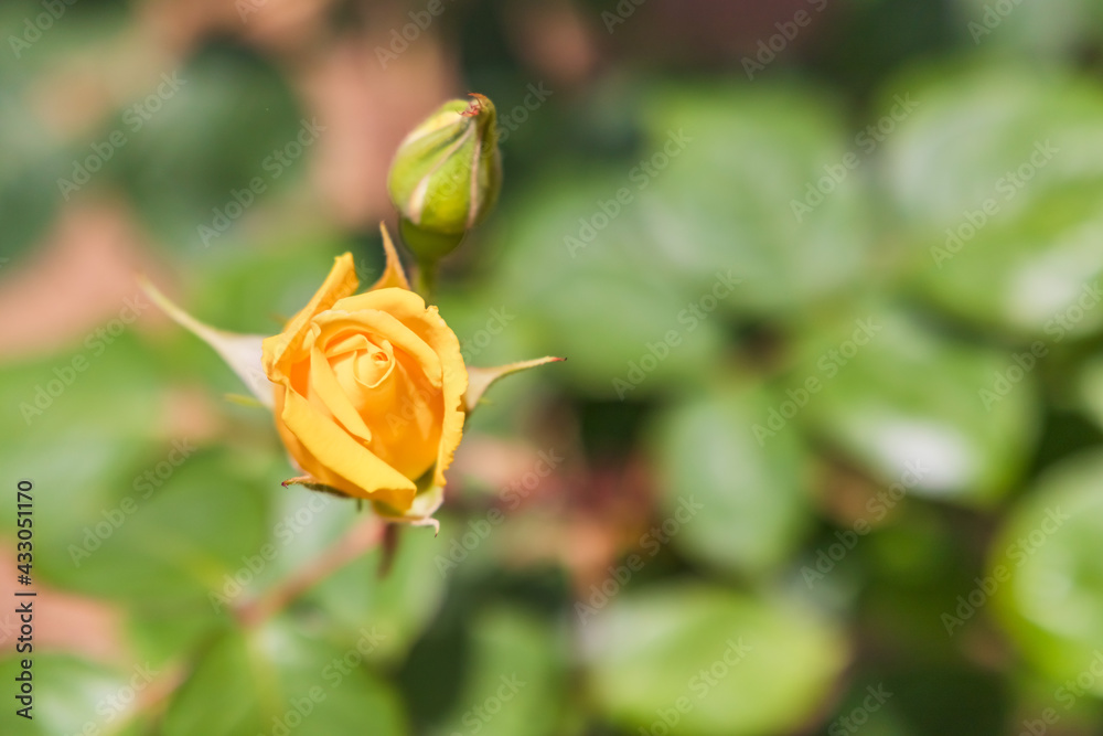 瑞々しいカラフルな満開の薔薇