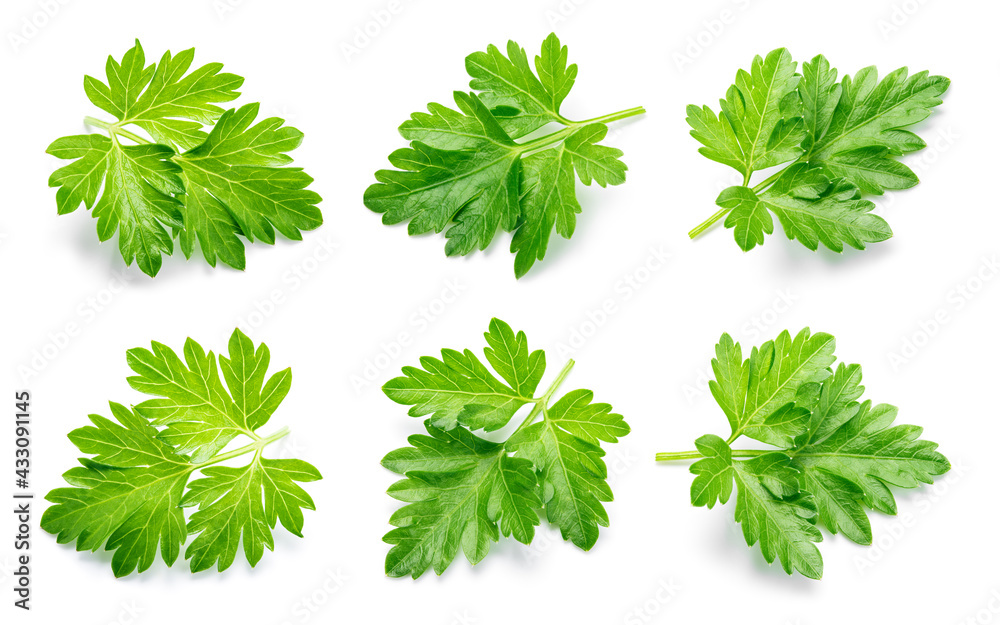 Parsley。Parsley叶子被隔离。Parsley在白色背景上。俯视图。