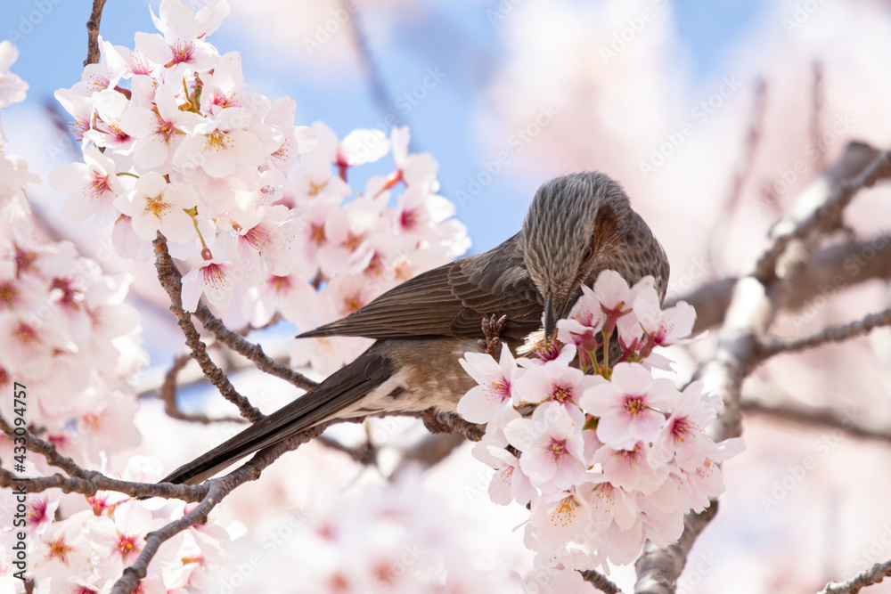 桜とヒヨドリ