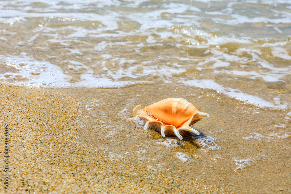 海滩沙滩上的海螺。