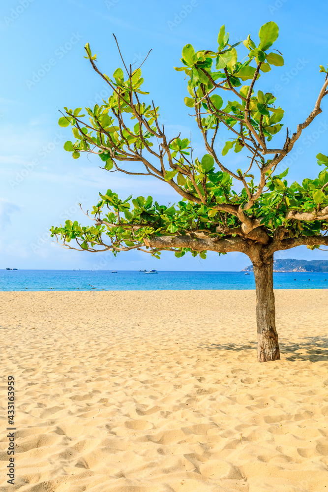 Green tree on the beach by the sea.