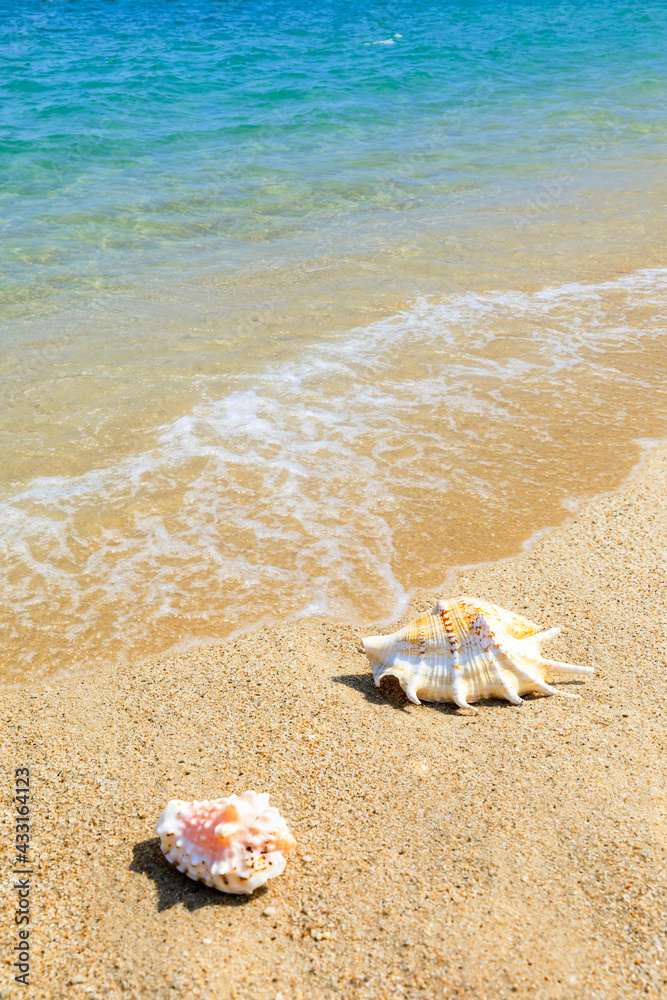 海滩沙滩上的海螺。