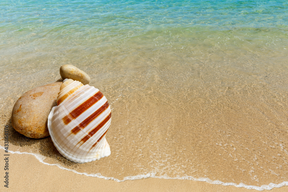 Conch on a beach sand.