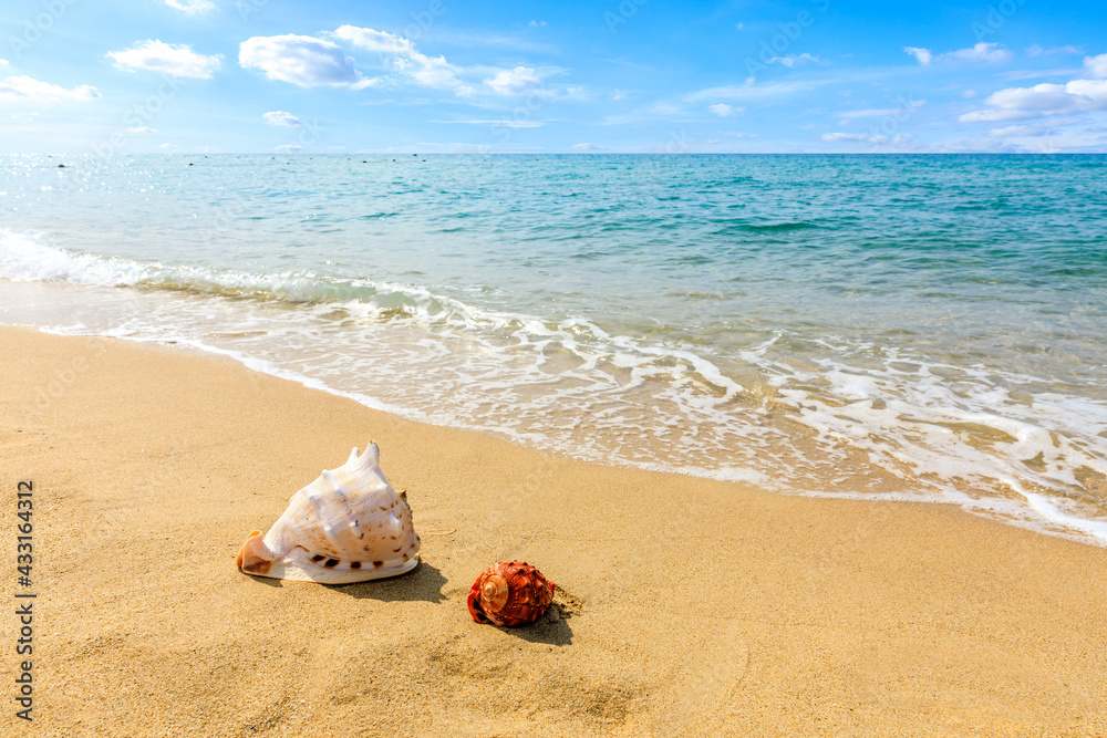 海滩沙滩上的海螺。夏日度假背景。旅行和海滩度假。