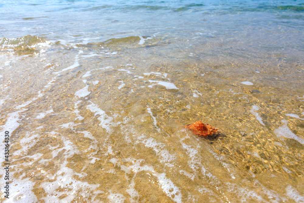 Conch on a beach sand.