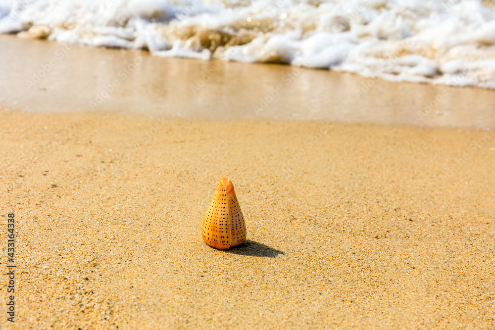 海滩沙滩上的海螺。