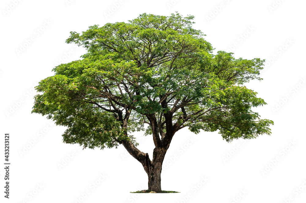 big tree isolate on white background