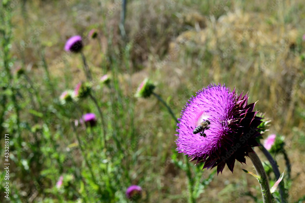 bee on purple thistle flower in the field