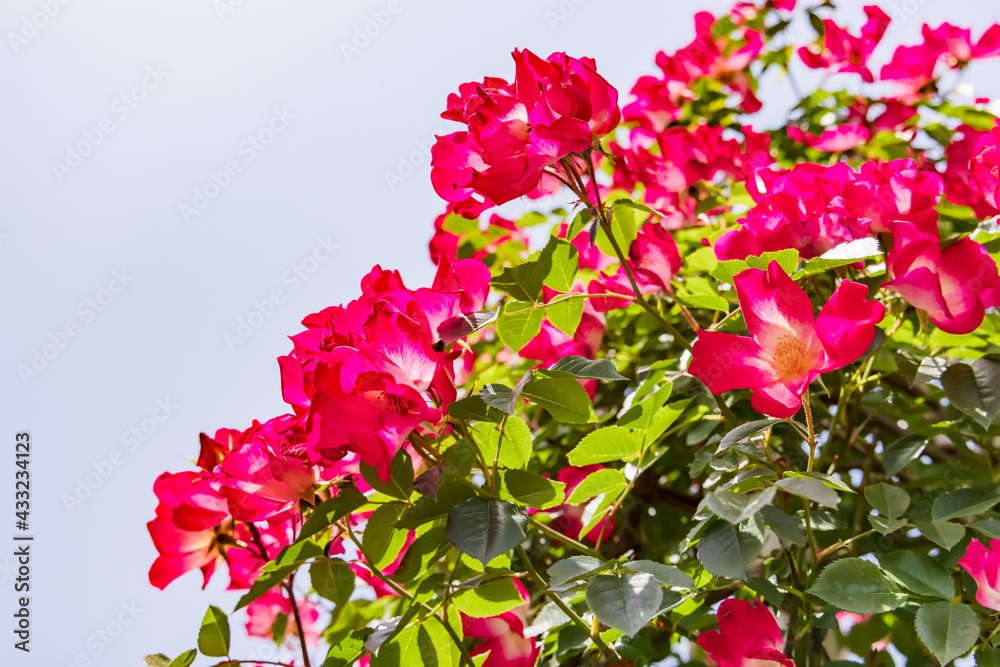 瑞々しいカラフルな満開の薔薇