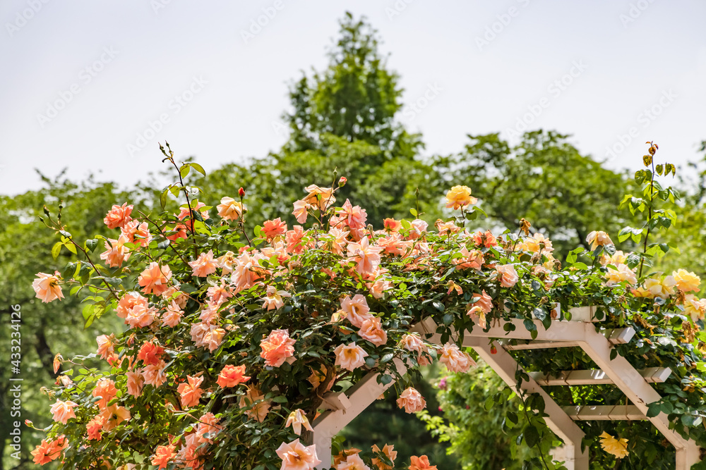 瑞々しいカラフルな満開の薔薇