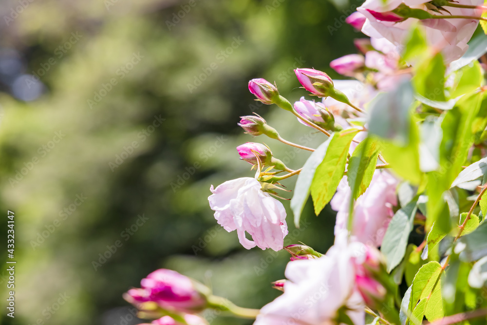 瑞々しいカラフルな満開の薔薇