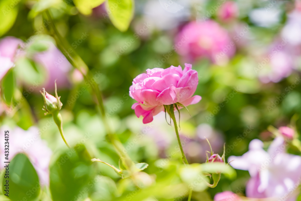 瑞々しいカラフルな満開の薔薇