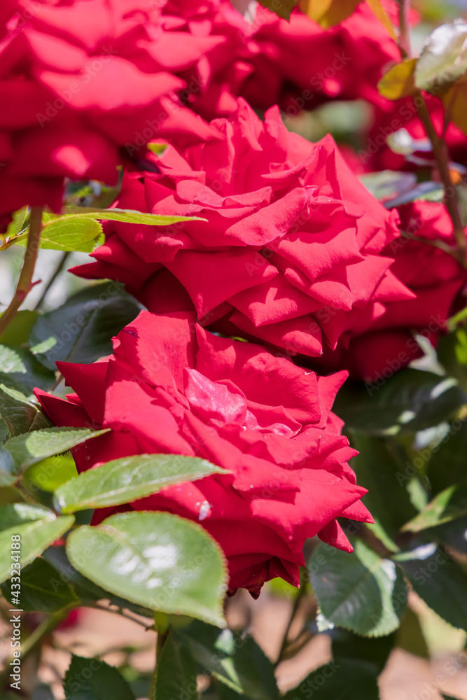 瑞々しいカラフルな満開の薔薇