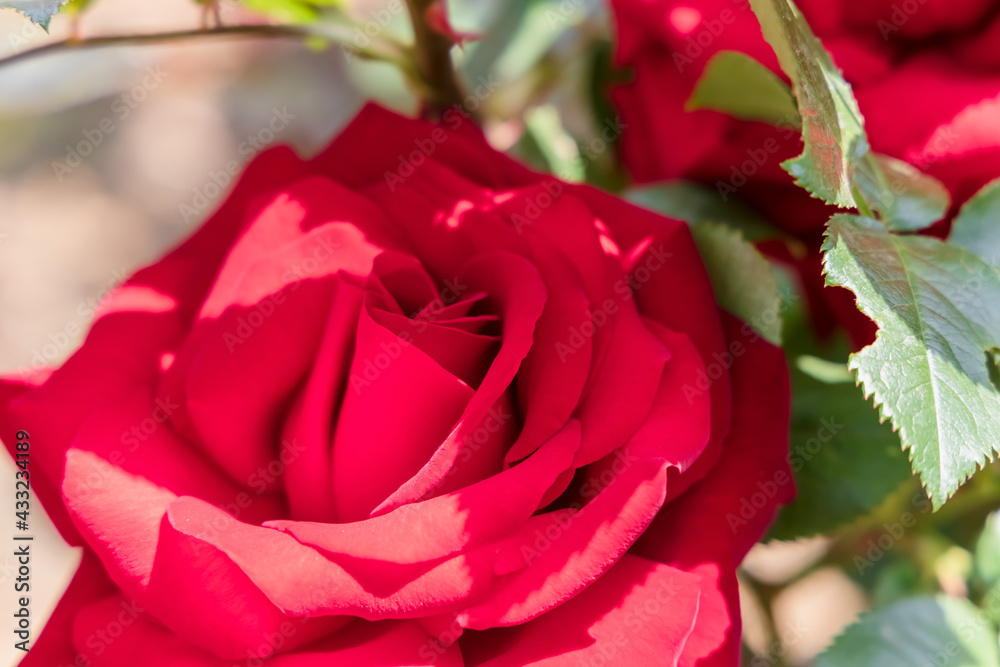 瑞々しいカラフルな満開の薔薇