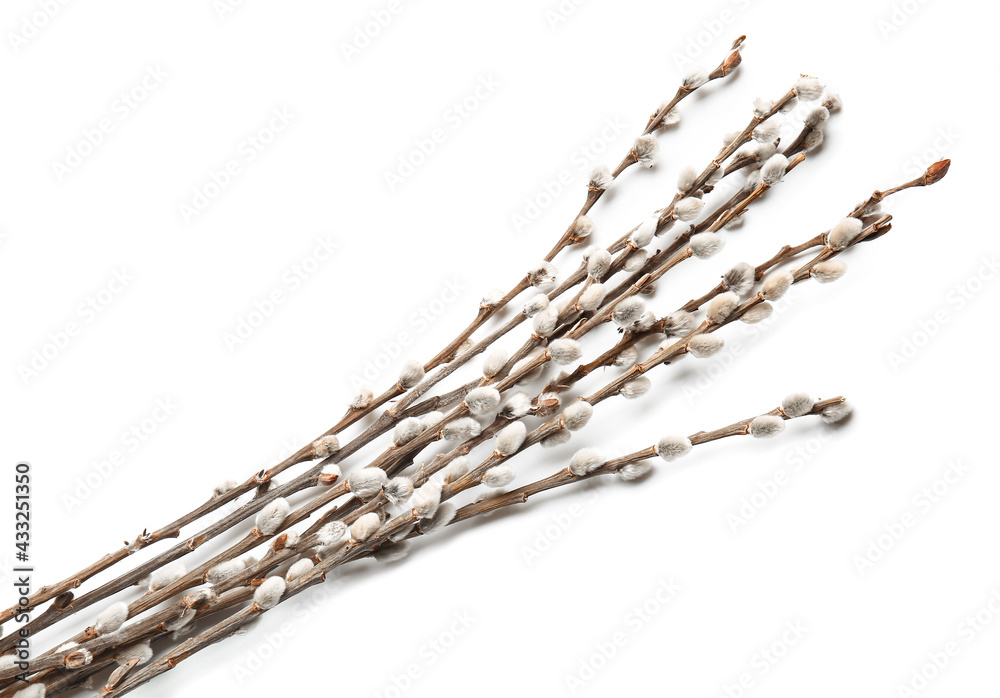 Willow branches on white background