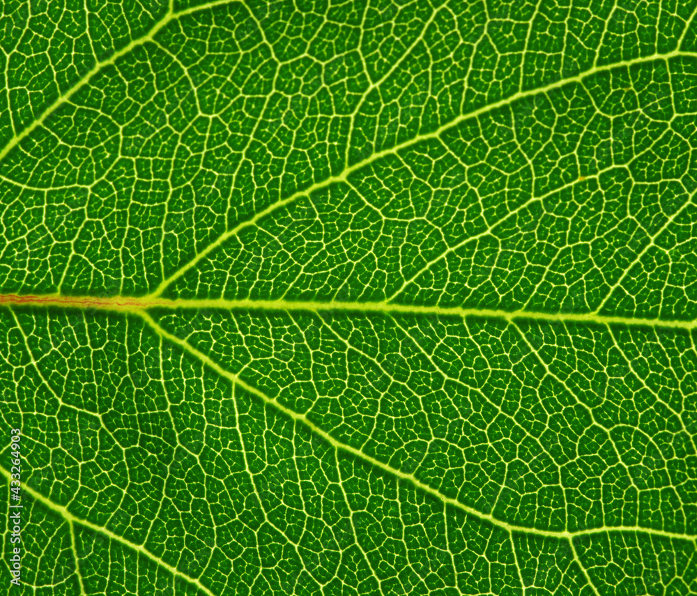 Leaf texture pattern for spring background.