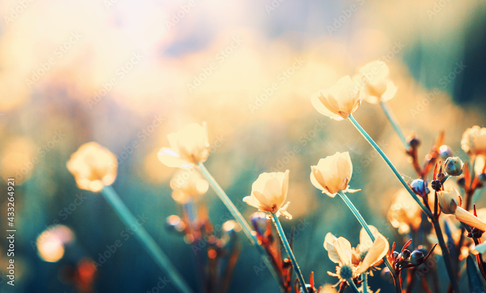 Field flower in nature on sunlight.