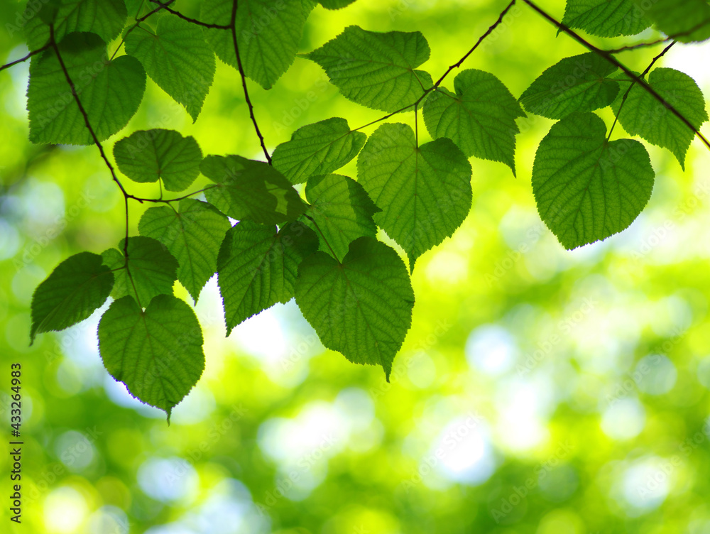 Green leaves background