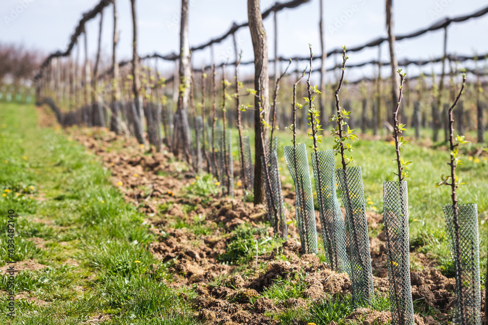 Apple orchard with fruit tree in a row. Cultivated sapling trees with protective netting at spring