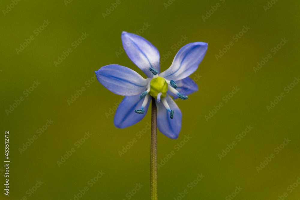 Scilla, also known as Othocallis siberica, is an onion plant with beautiful blue bell flowers. Among