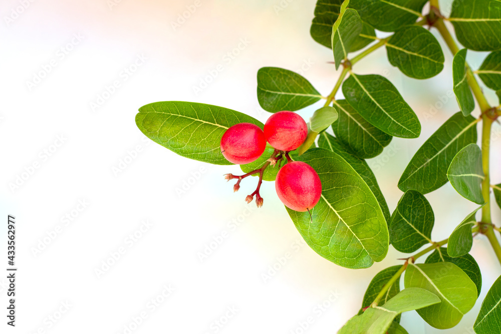 Bengal Currant, a berry the size of a berry with leaves on a white background and blank space.