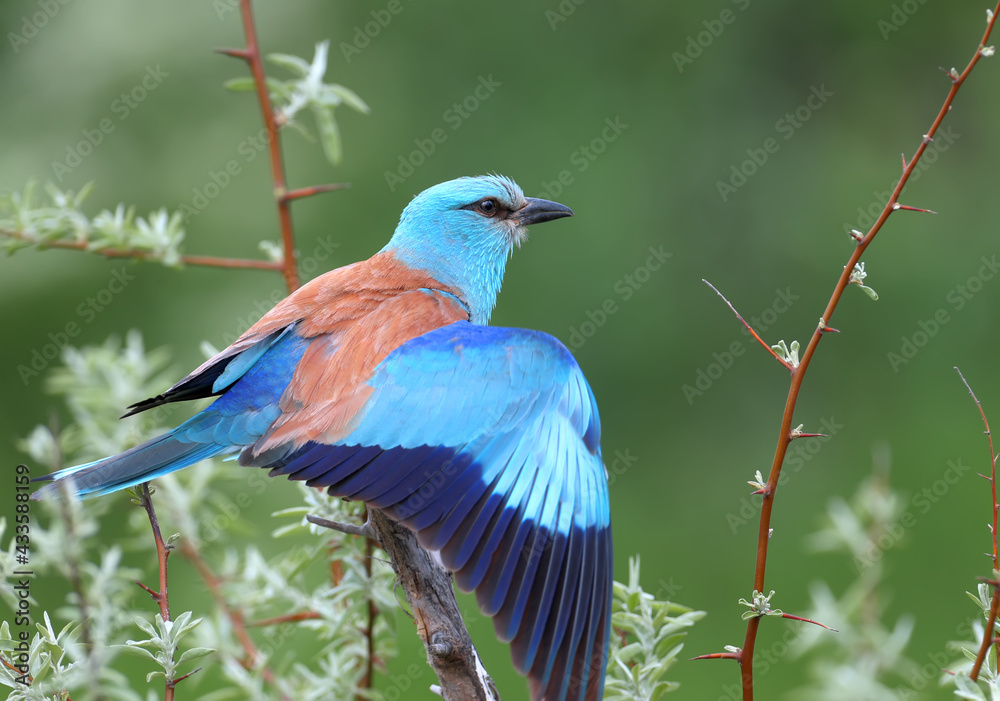 Unusually bright and close-up photo of a European roller (Coracias garrulus) in breeding plumage aga