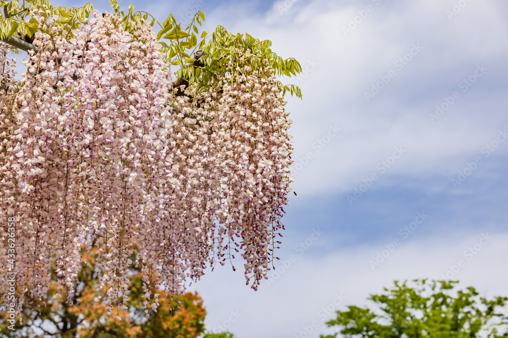 色が綺麗な瑞々しいフジの花