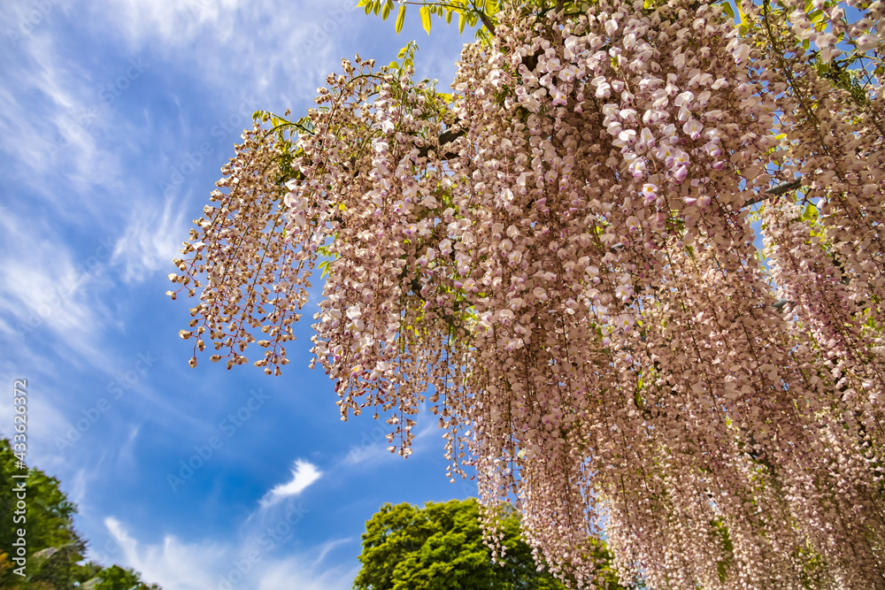 色が綺麗な瑞々しいフジの花